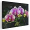 Tablou floare orhidee mov cu alb, verde, alb, mov 1622 Tablou canvas pe panza CU RAMA 40x60 cm