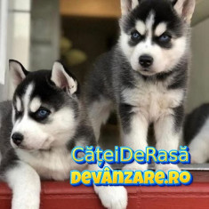 Catei Husky Siberian rasa pura cu garantie si carnet de sanatate foto