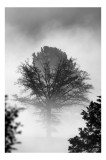 Tablou Canvas, "Copacul singuratic &icirc;n ceață misterioasă", Mister, Tăcere, Natură, Copac, Ceață, Umbre, &Icirc;nceput, Calm, Reverie, Răsărit, 26 x 39 cm, CM