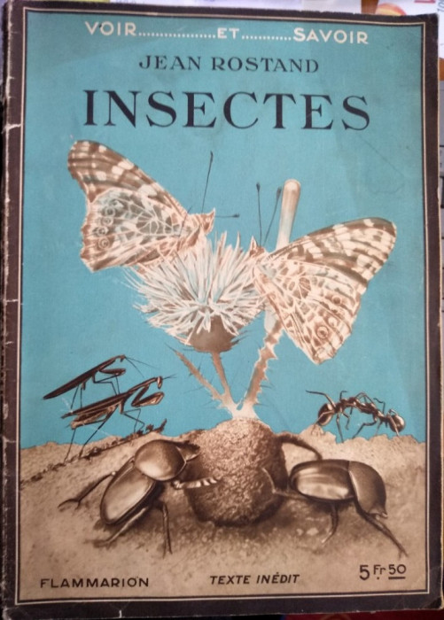 Insectes