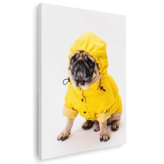 Tablou caine Mops cu haina ploaie Tablou canvas pe panza CU RAMA 20x30 cm