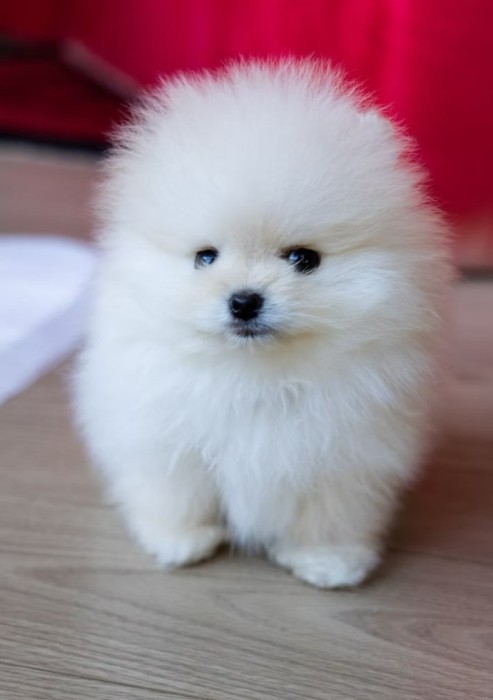 pomeranian boo