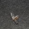 Senzor ABS dreapta față VW GOLF VI 5K1 2010 OEM: 7H0927804 2571153