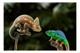 Tablou Canvas, "Cameleonii &icirc;n dialog subtil cromatic", Chameleon, Encounter, Nature, Curious, Colors, Contrast, Interaction, Exotic, Reptiles, 39 x 26