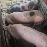 Vand porci intre 130 si 220 crescuti bio 0799986132