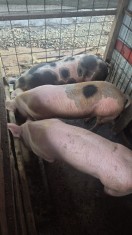 Vand porci intre 130 si 220 crescuti bio 0799986132