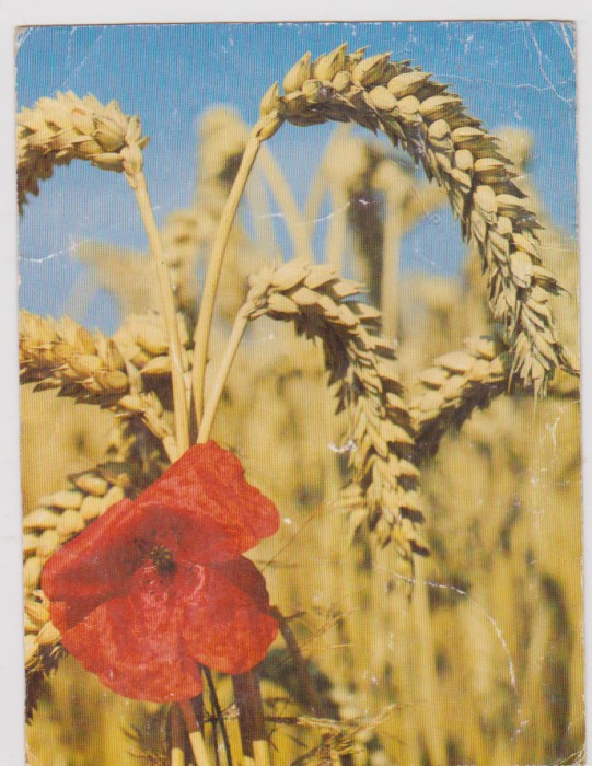 CARTE POSTALA-GRAU SI MAC