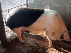 Vand porci intre 90 -150 kg foto