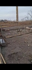V&acirc;nd purcei,scrofițe gestante, porci mari