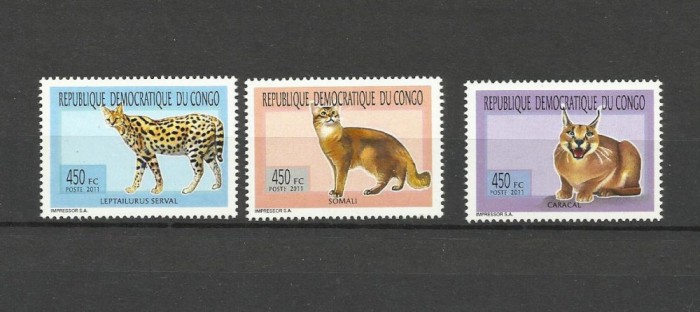 DR CONGO 2011 FAUNA FELINE
