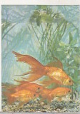 Bnk cp Constanta - Acvariu - Carassius Auratus - Pesti - necirculata, Printata