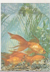 bnk cp Constanta - Acvariu - Carassius Auratus - Pesti - necirculata