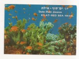 FA66-Carte Postala- ISRAEL - Eliat, Red Sea, circulata 1972