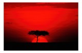 Tablou Canvas, "Apus de soare &icirc;n savana africană", Apus, Siluetă, Copac, Cer, Roșu, Dramatic, Linie, Orizont, Natură, Contrast, 39 x 26 cm, CMCLASS