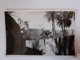 Fotografie dimensiune CP din Roma cu palmieri