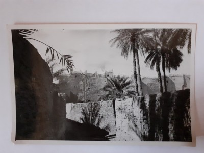 Fotografie dimensiune CP din Roma cu palmieri foto