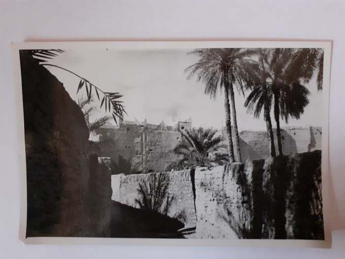 Fotografie dimensiune CP din Roma cu palmieri
