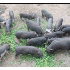 Cauti Vand Porci Si Purcei Rasa Carne In Viu Sau Carcasa Ploiesti Vezi Oferta Pe Okazii Ro