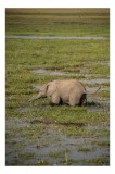 Tablou Canvas, "Elefănțel &icirc;n mijlocul savanei verzi", Elefant, Iarbă, Apă, Natură, C&acirc;mpie, Sălbăticie, Trunchi, Pui, Verde, Peisaj, 26 x 39 cm, CMCLAS