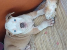 Amstaff mascul