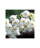 Halesia carolina, arbore de ghiocei, cu flori albe primavara, la ghiveci, 1 buc, Oem