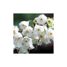 Halesia carolina, arbore de ghiocei, cu flori albe primavara, la ghiveci, 1 buc