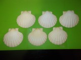 6 COCHILII de SCOICI NATURALE mari Saint Jacques pentru ICRE , FRUCTE DE MARE 3