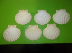 6 COCHILII de SCOICI NATURALE mari Saint Jacques pentru ICRE , FRUCTE DE MARE 3