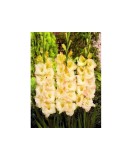 Bulb, Gladiole, Cream perfection, Calibru 8/10
