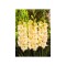 Bulb, Gladiole, Cream perfection, Calibru 8/10