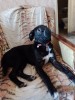 Labrador metis catelusa 1 an