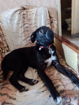 Labrador metis catelusa 1 an foto