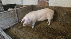 Vand 2 porci 160kg si 120kg