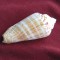 Cochilie melc - OLIVA SAYANA (SCO)