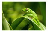 Tablou Canvas, "Broasca odihnindu-se pe frunze verzi", Broască, Verde, Frunze, Natură, Relaxare, Mediu, Vegetație, Primăvară, &Icirc;nconjurător, Imagine, V