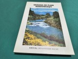 GRĂDINA DE FLORI DUHOVNICEȘTI * IUSTINIAN * 1997 * 4 3 2