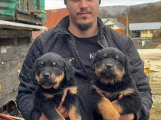 Pui rottweiler 2 luni foto