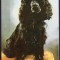 AMS - ILUSTRATA 565 COCKER SPANIEL, NECIRCULATA