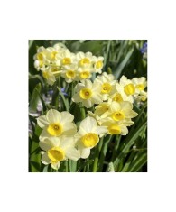 Narcise Narcissus, Minnow Mini Pitice Multiflora, Galben, 12/14, 1 Bulb