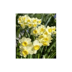 Narcise Narcissus, Minnow Mini Pitice Multiflora, Galben, 12/14, 1 Bulb