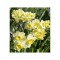 Narcise Narcissus, Minnow Mini Pitice Multiflora, Galben, 12/14, 1 Bulb