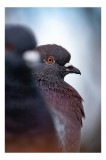 Tablou Canvas, "Porumbeii veghează orașul adormit", Pigeon, Focus, Feather, Eye, Perception, Blur, Contrast, Detail, Calmness, Urban., 26 x 39 cm, CMC