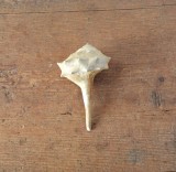 Tudicla rusticula gasteropod fosil din Miocen