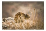 Tablou Canvas, "Viziune sălbatică &icirc;n peisaj arid", I&rsquo;m not sure what this animal is, but it seems to be in a natural, rocky environment., 39 x 26 cm,
