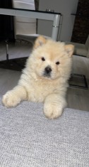 Caine chow chow foto