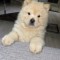 Caine chow chow
