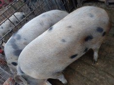 Vand porci foto