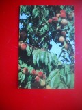 HOPCT 9117 POMI FRUCTIFERI/ PIERSIC -FELICITARE CRACIUN/ ANUL NOU LILIPUT -1 FILA -CIRCULATA