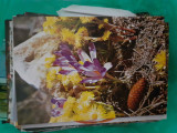 Lot cca 150 carti postale si felicitari cu flori, Circulata, Fotografie