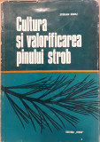 Cultura si valorificarea pinului strob